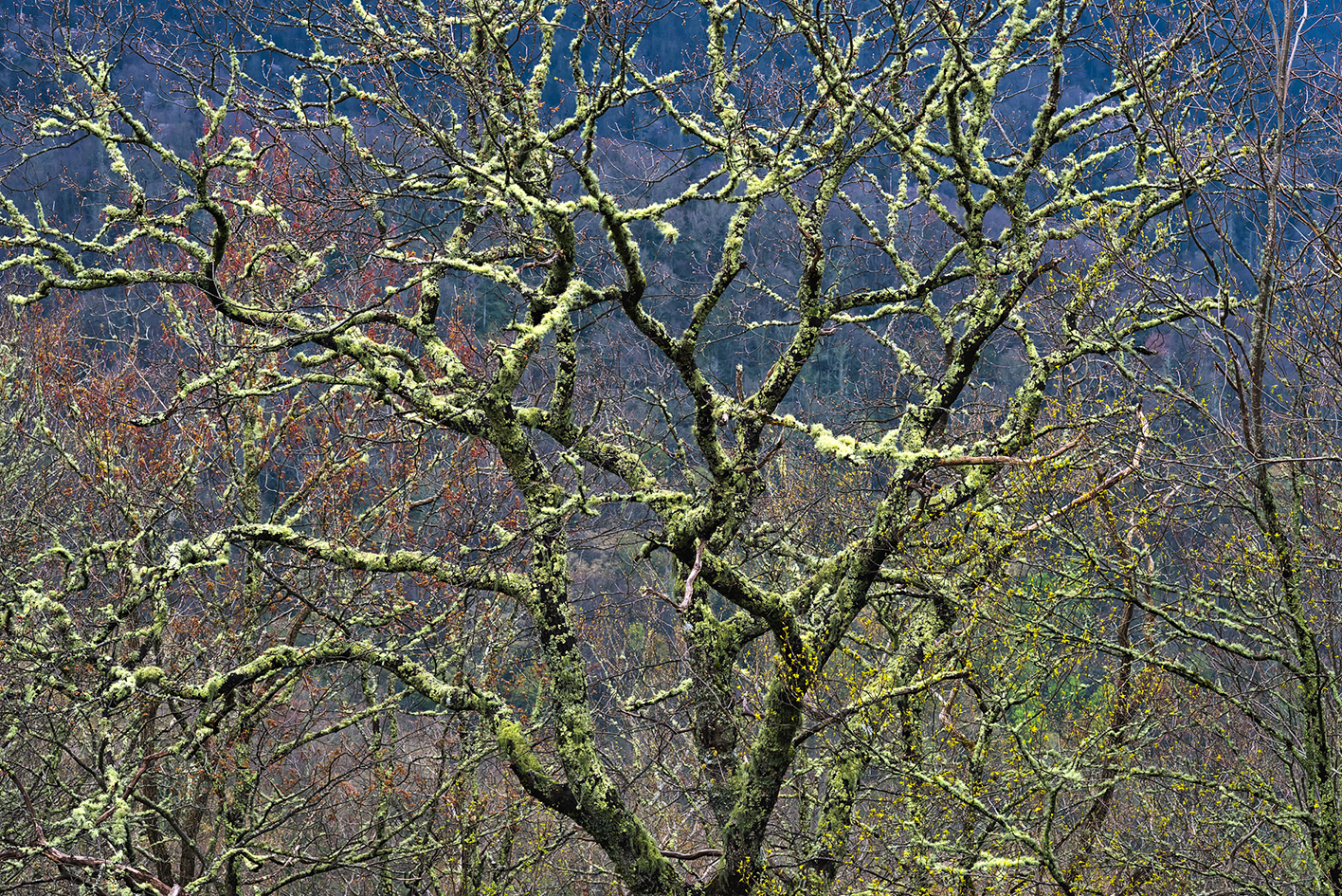 Lichen the Tree