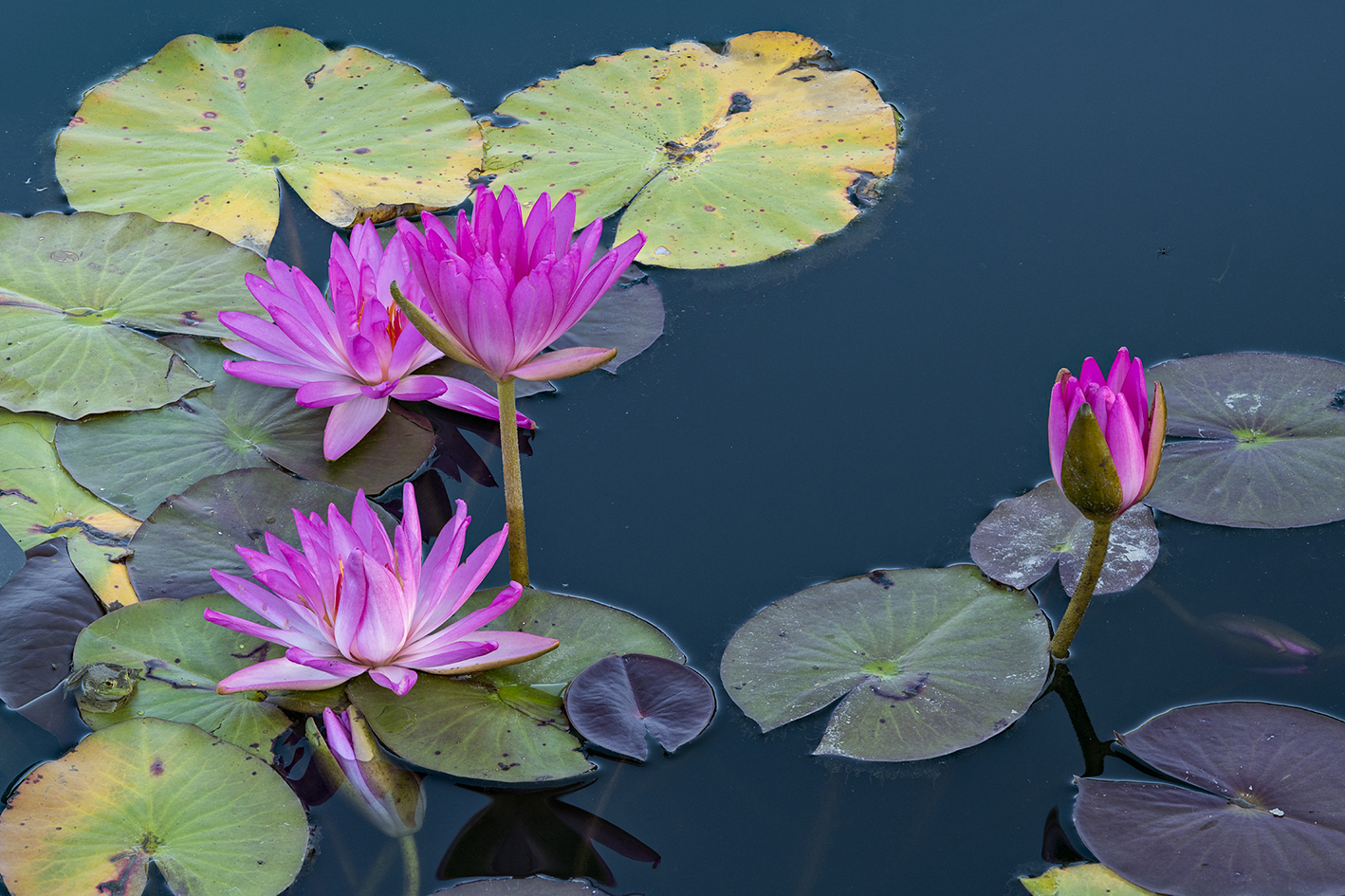 Lily Pond Morning II