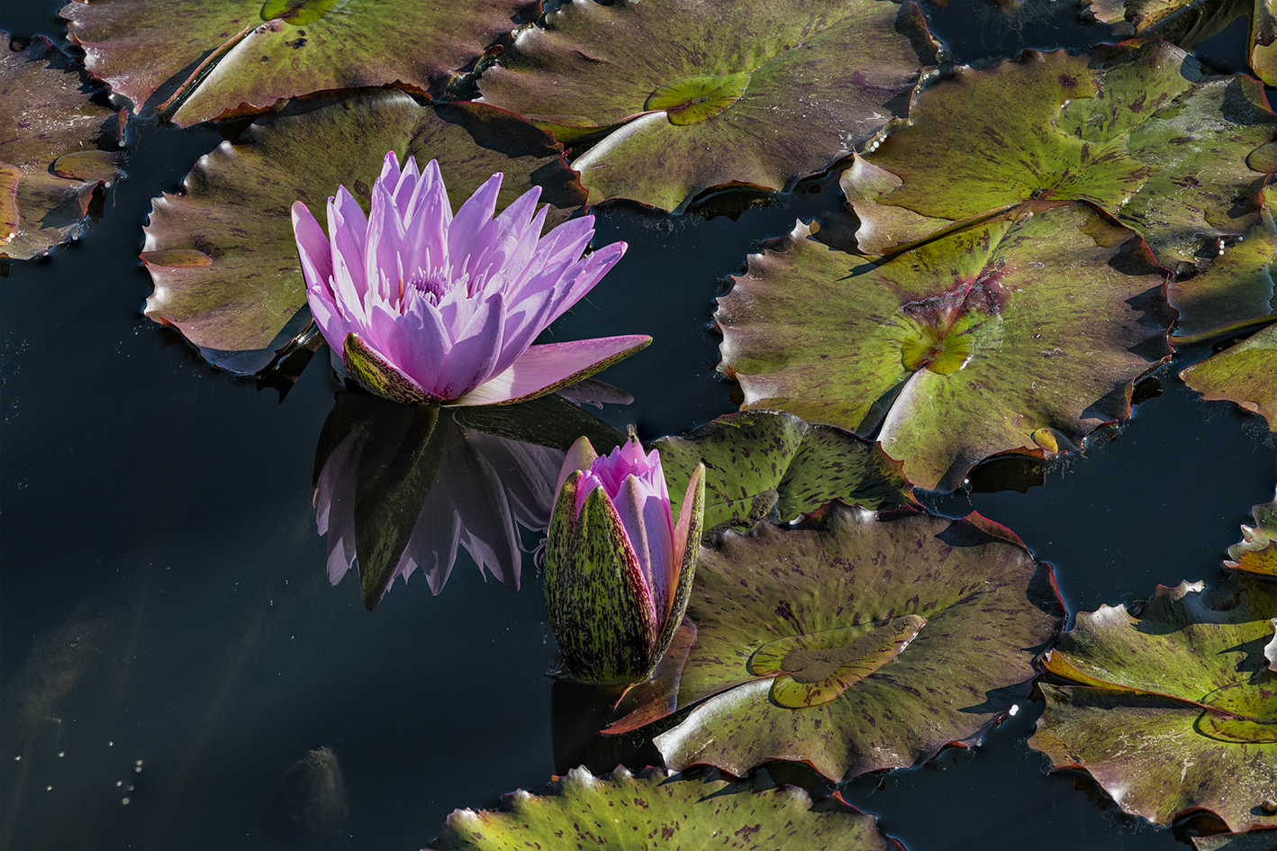 Lily Pond Morning III