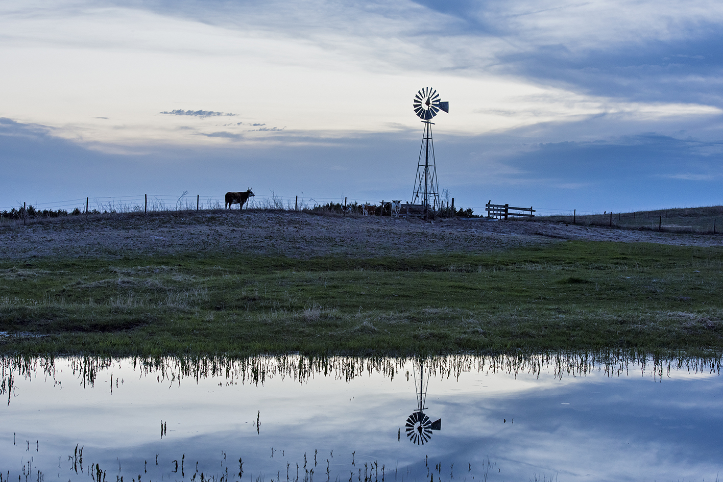 Longhorn Evening II