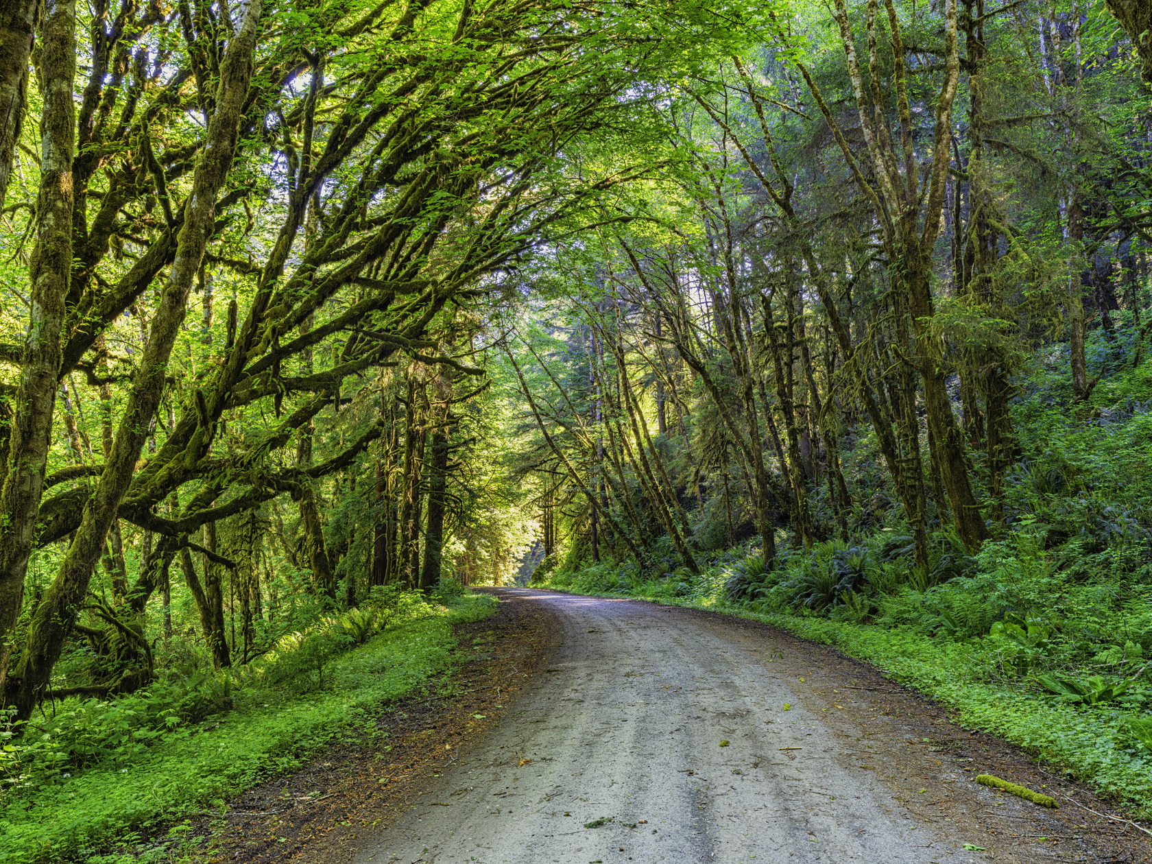 Lost Man Creek Morning II