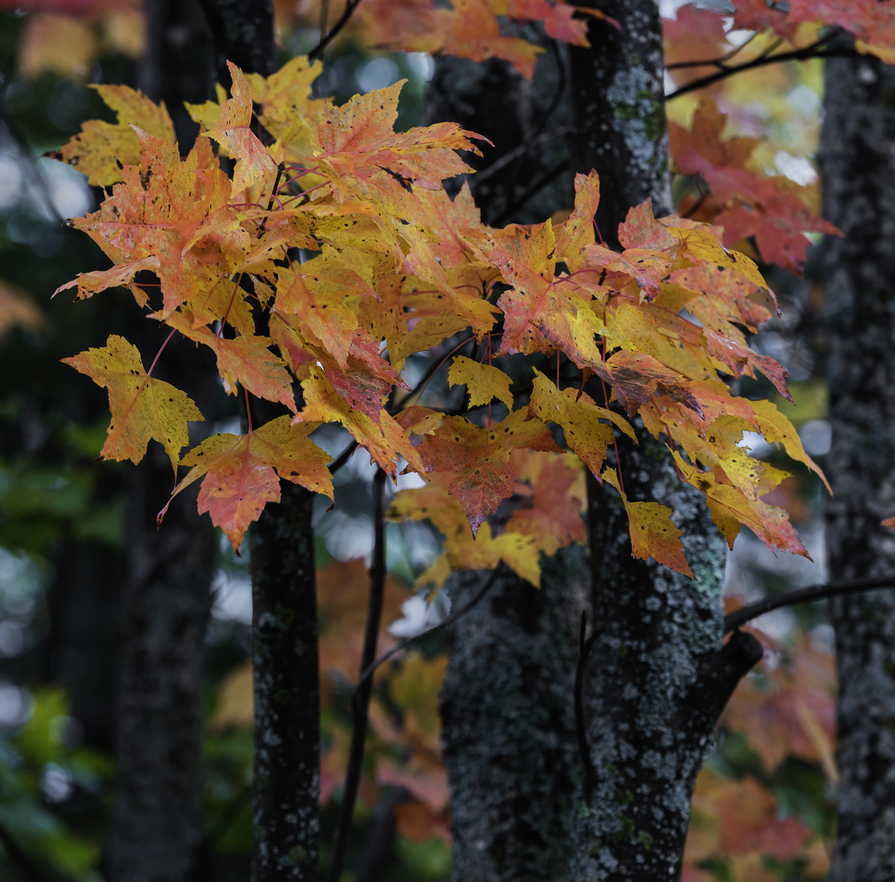 Maple Moods