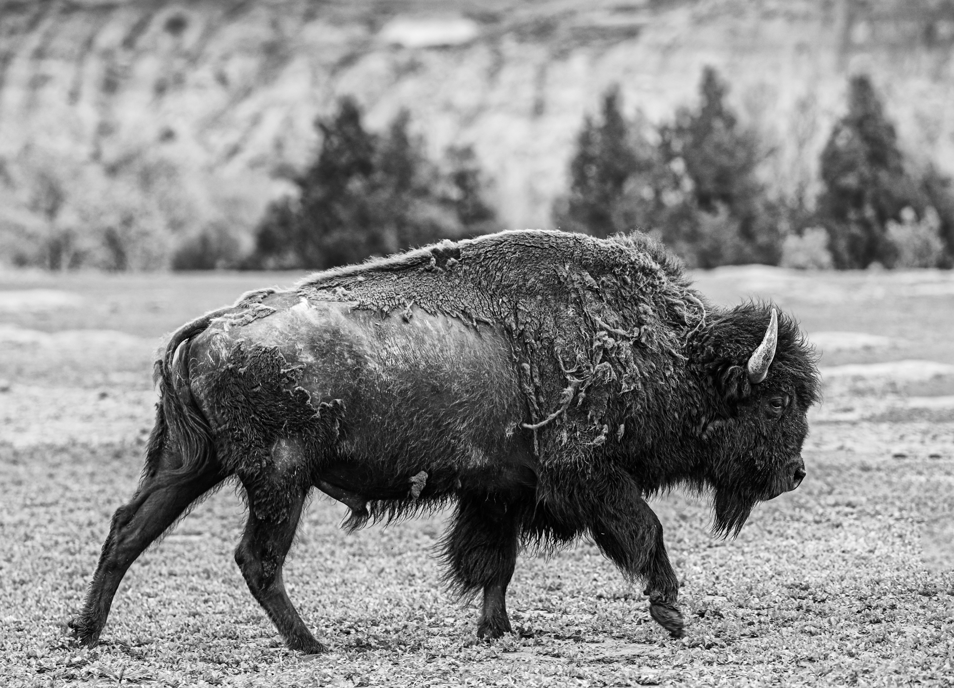 Master of the Badlands II