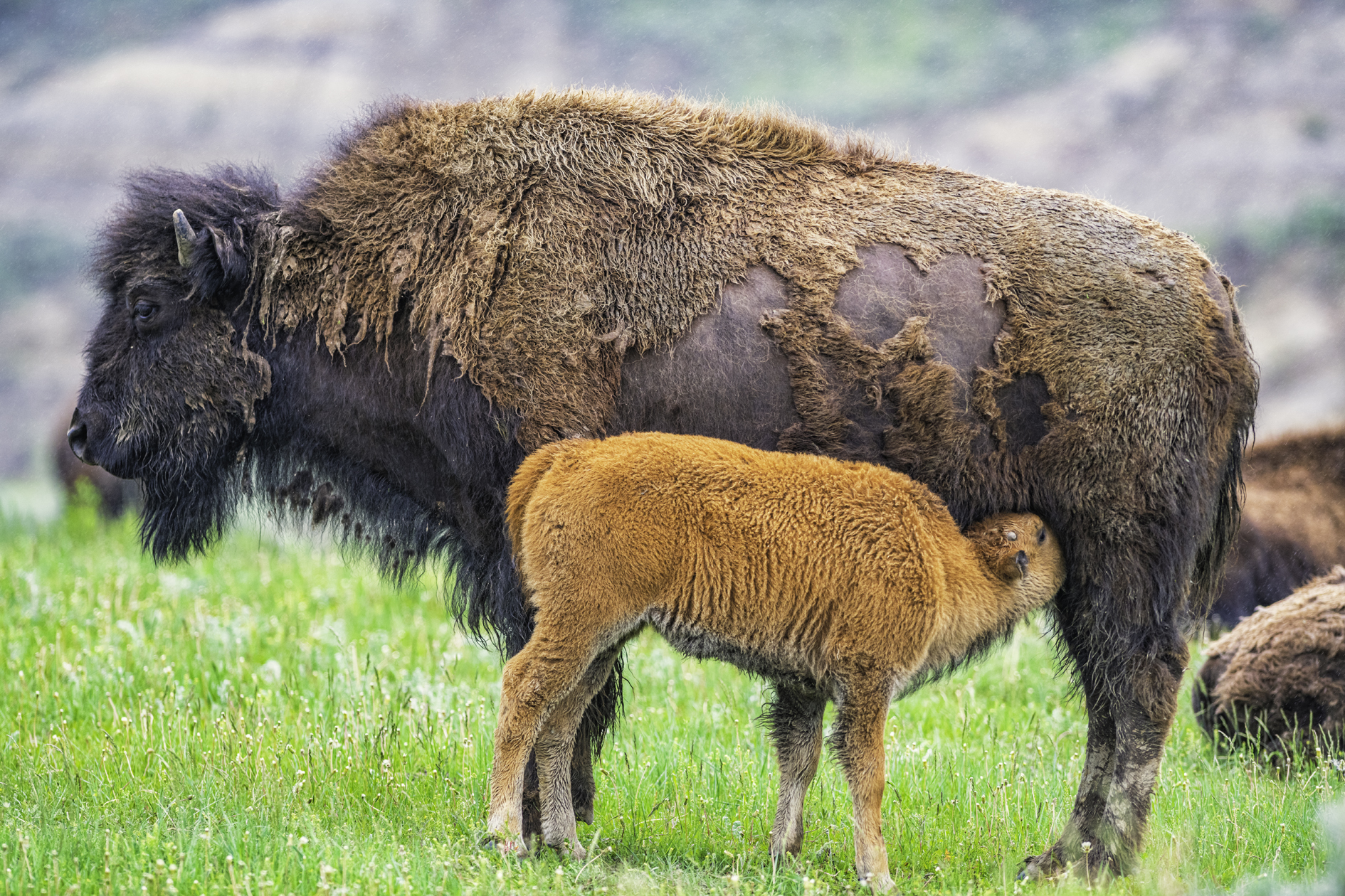 Maternal Moment