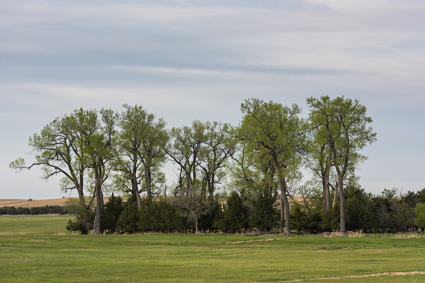 May in the Meadow