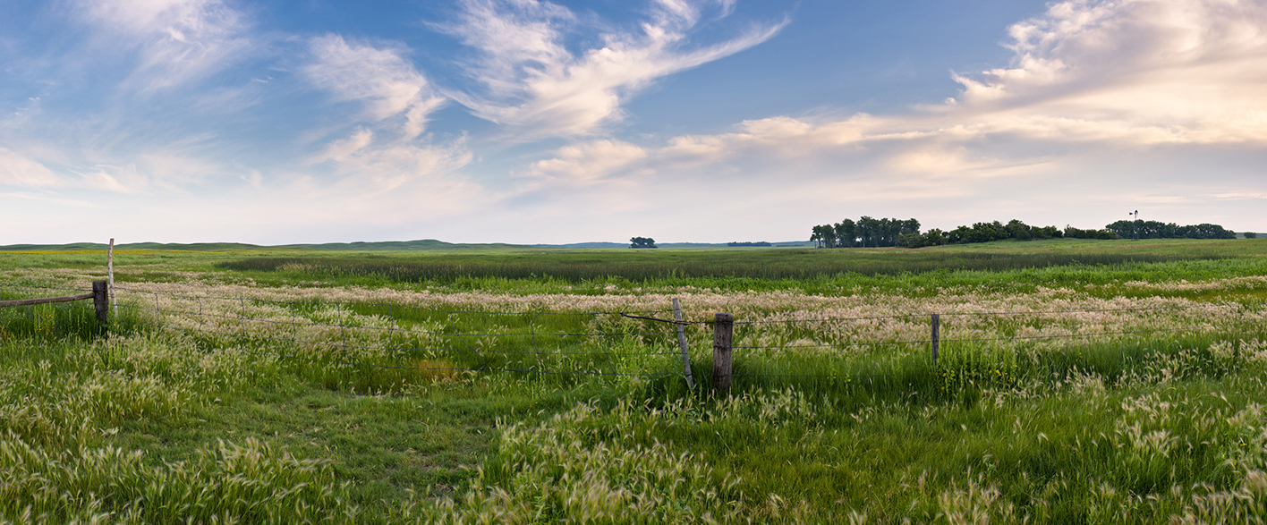 Meadow Morning