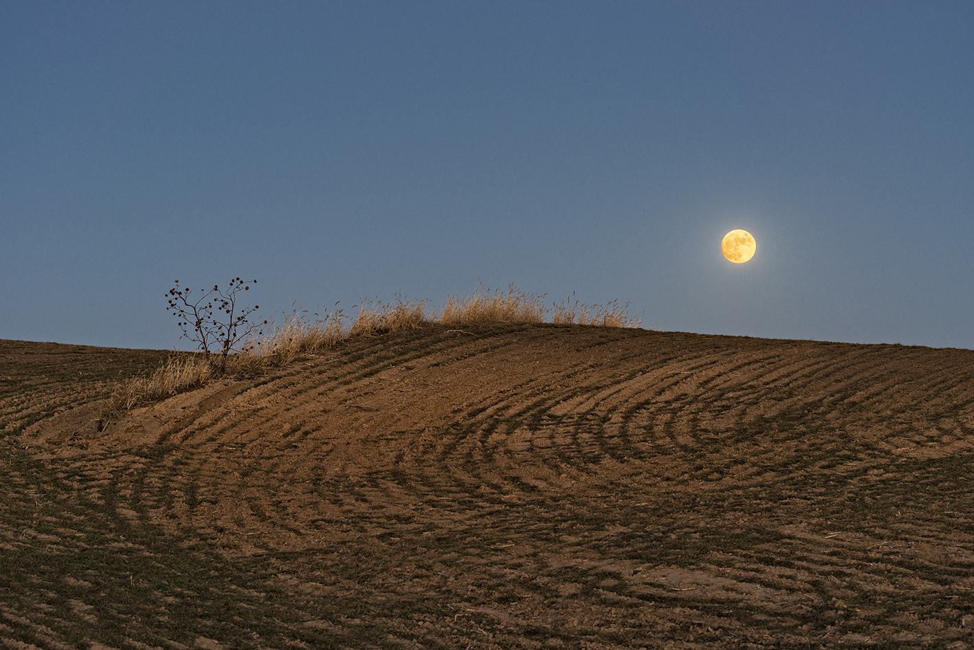 Milkweed Moon