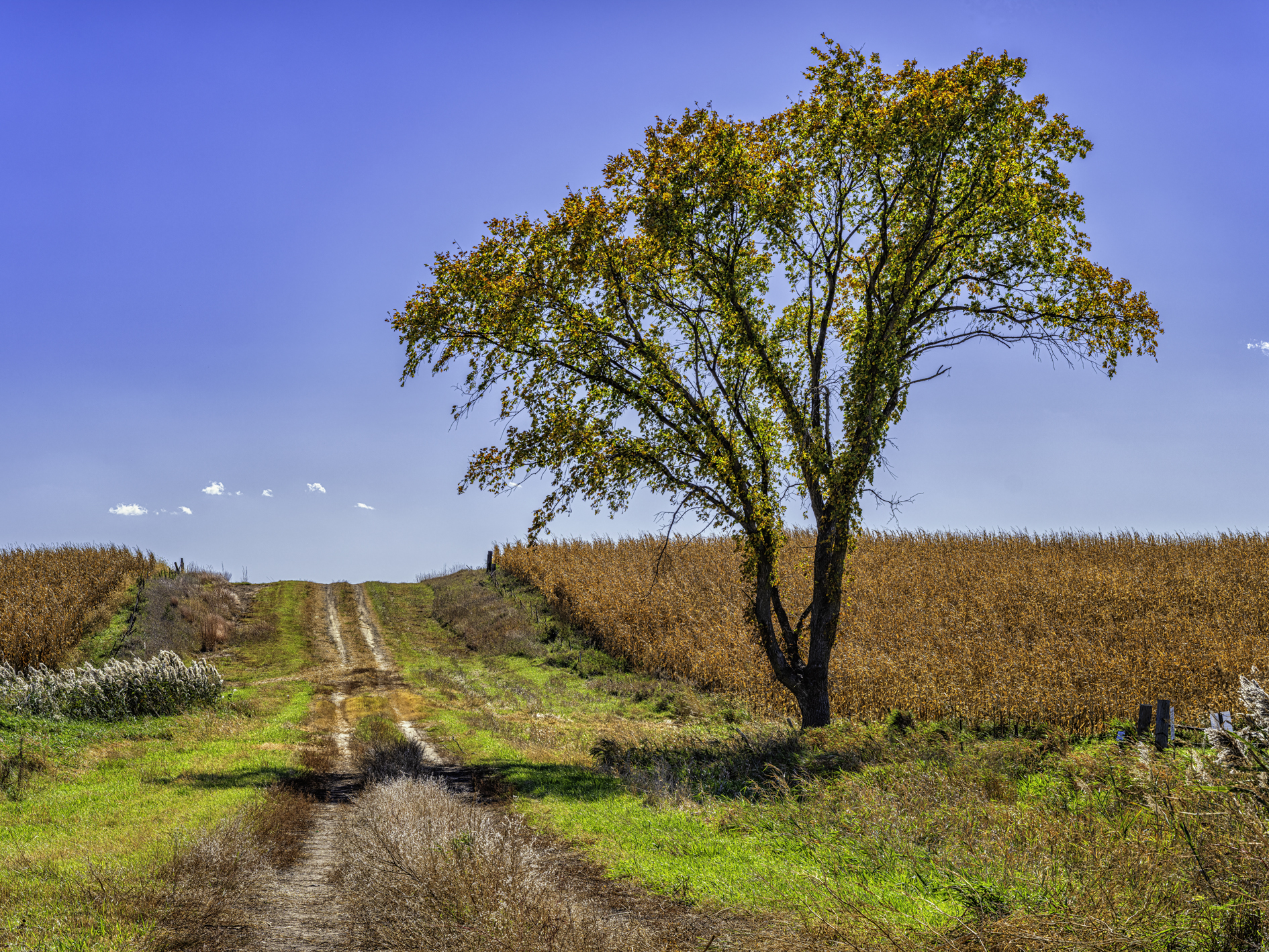 Minimum Maintenance Autumn