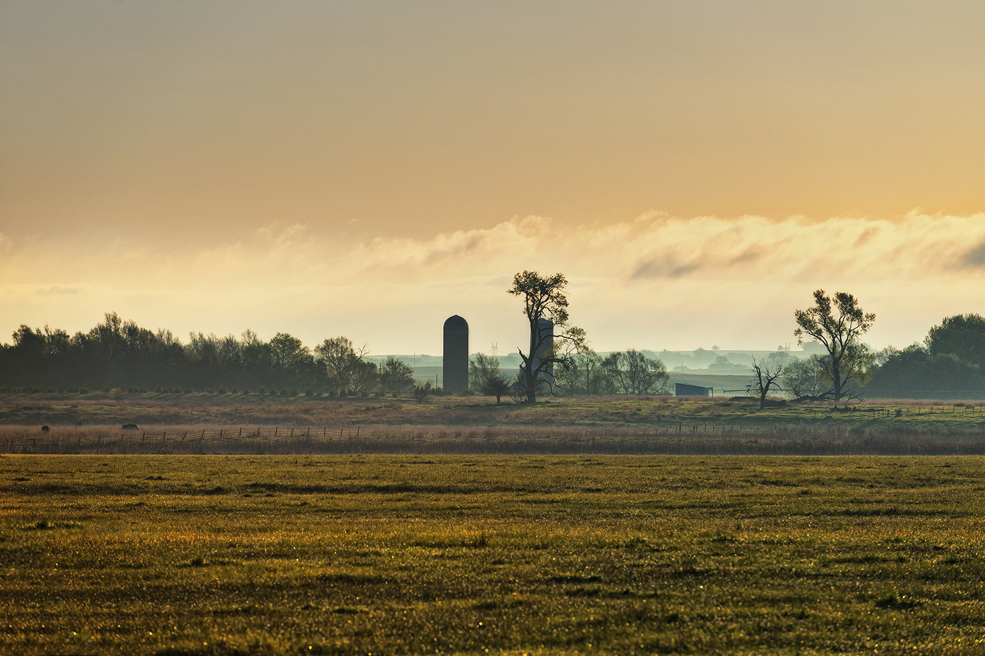 Misty Field