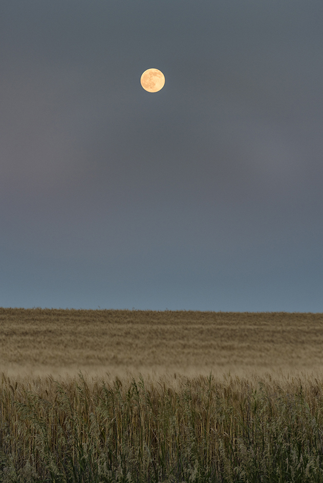 Moon Over Wheaties II