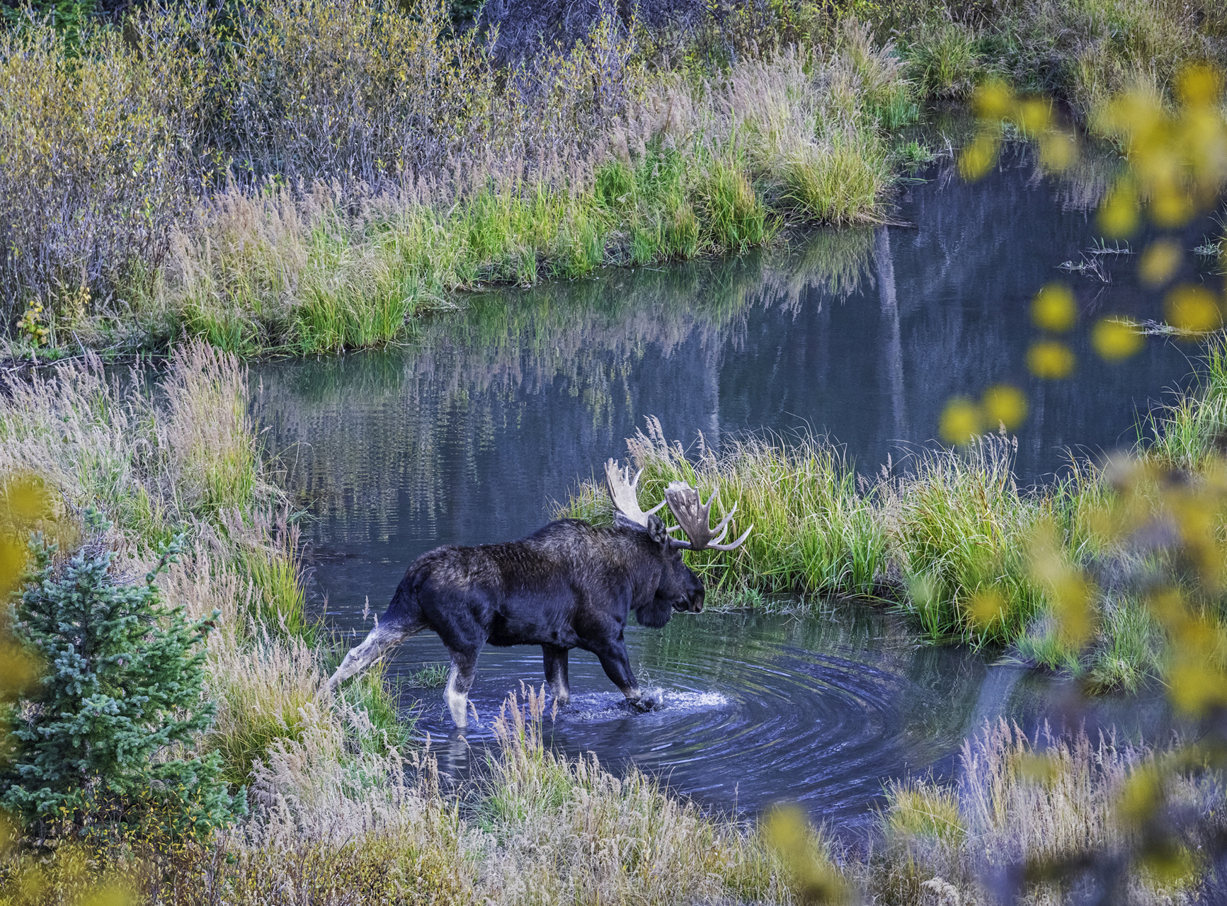 Moose Crossing