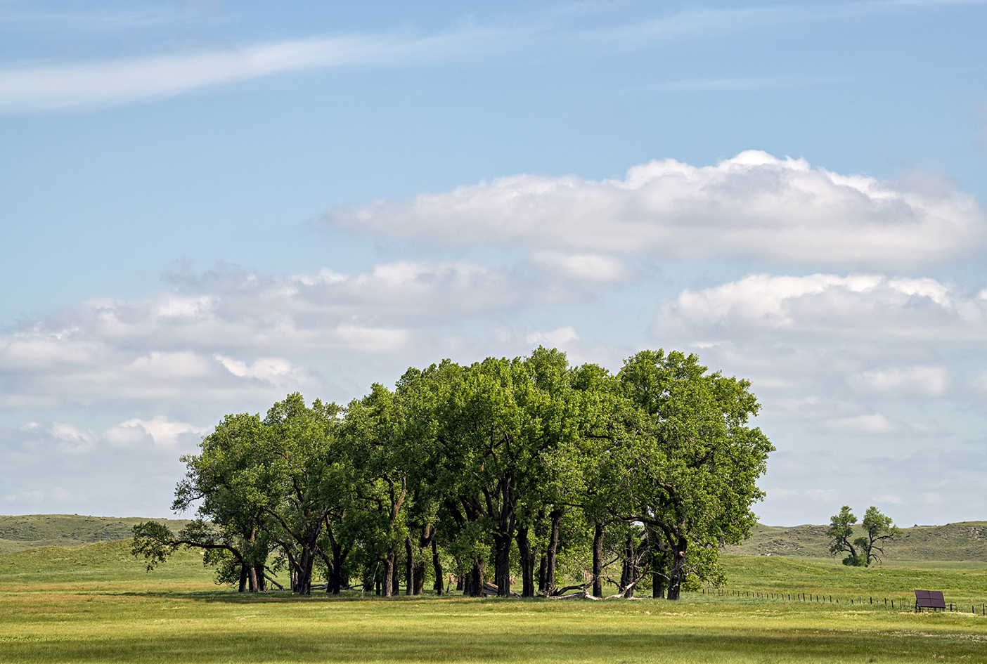 Morning Grove II