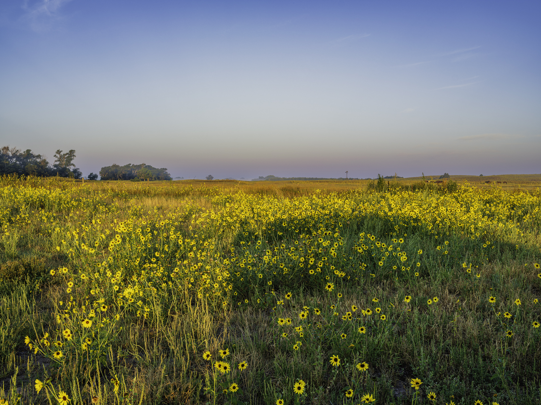 Morning Sunflowers