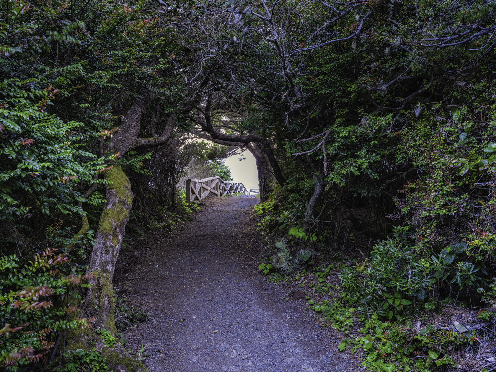 Morning Trail