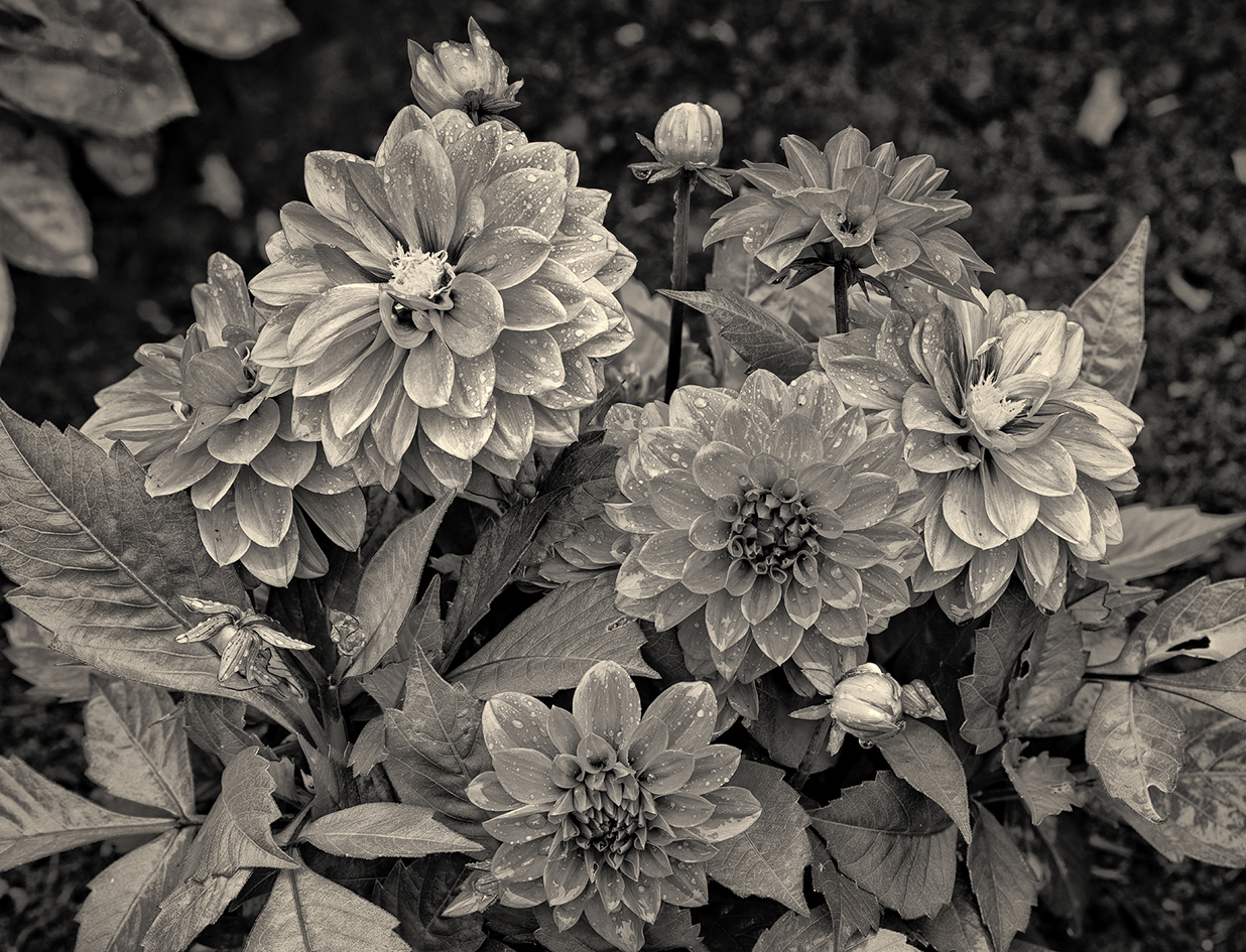 Morning with the Dahlias II