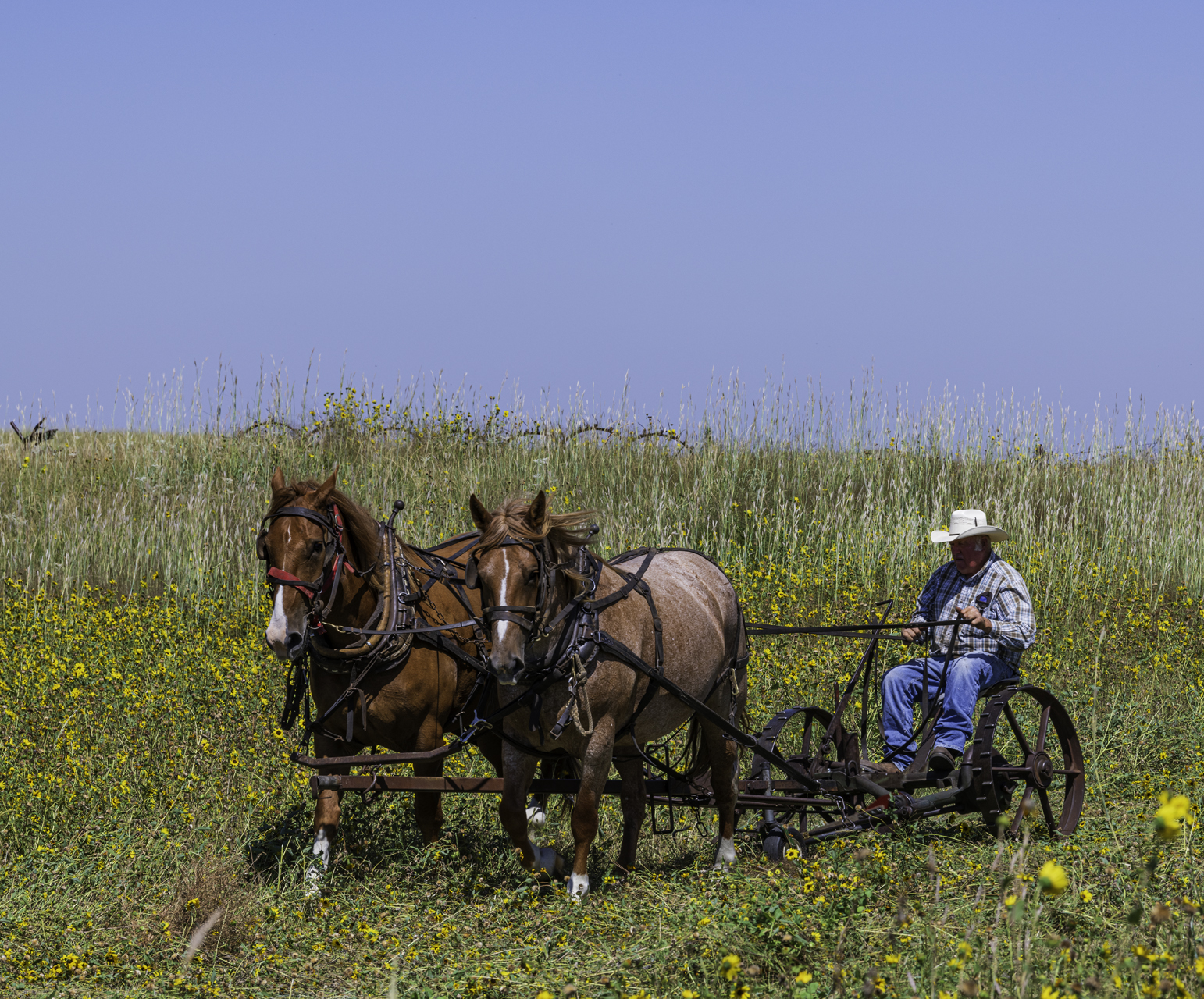 Mowing the Pasture II