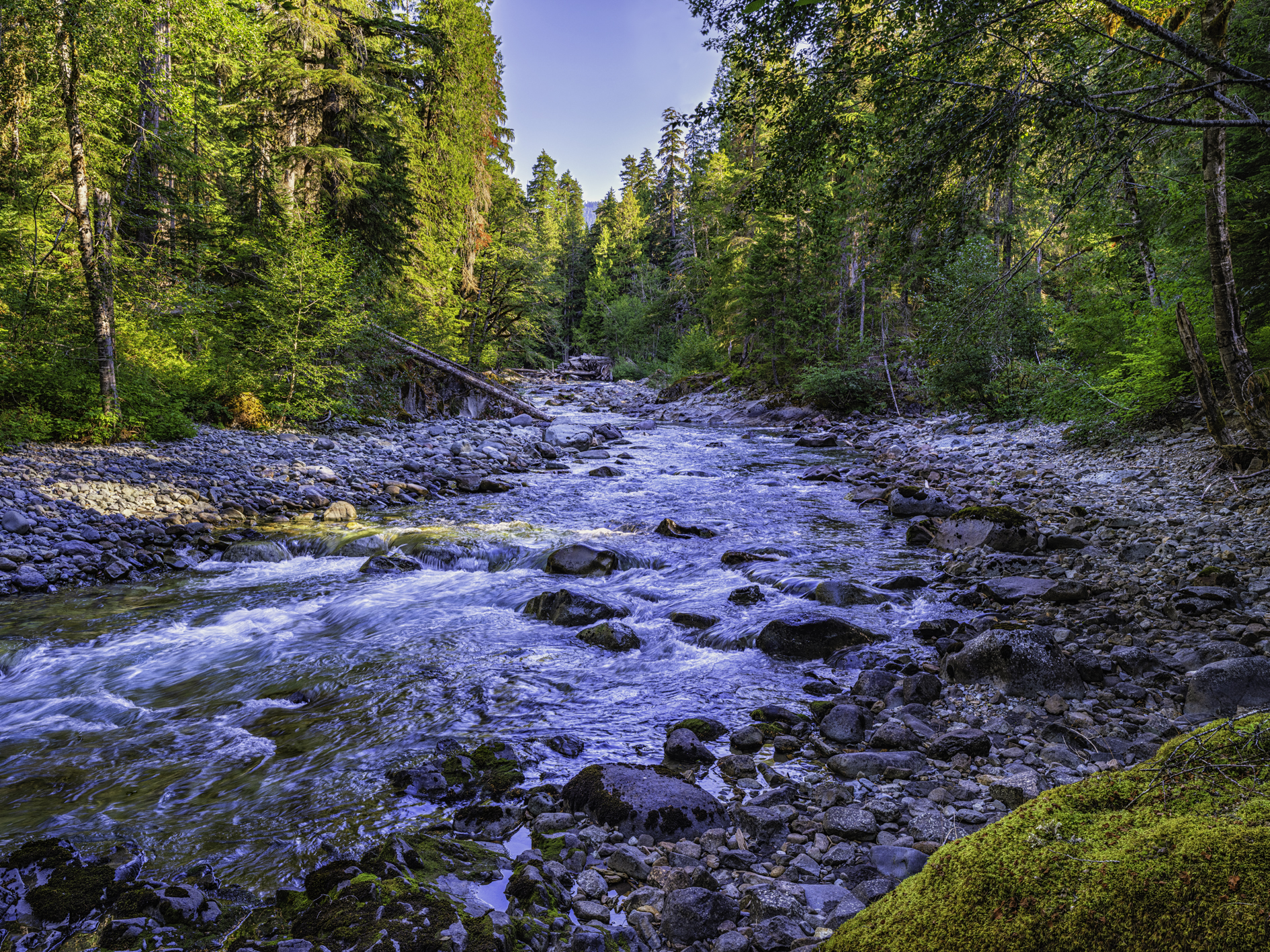 Ohanapecosh River Morning III