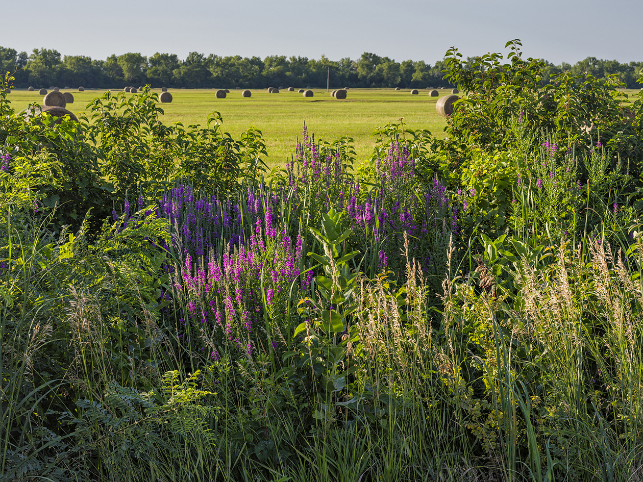 On Shoemaker Island II