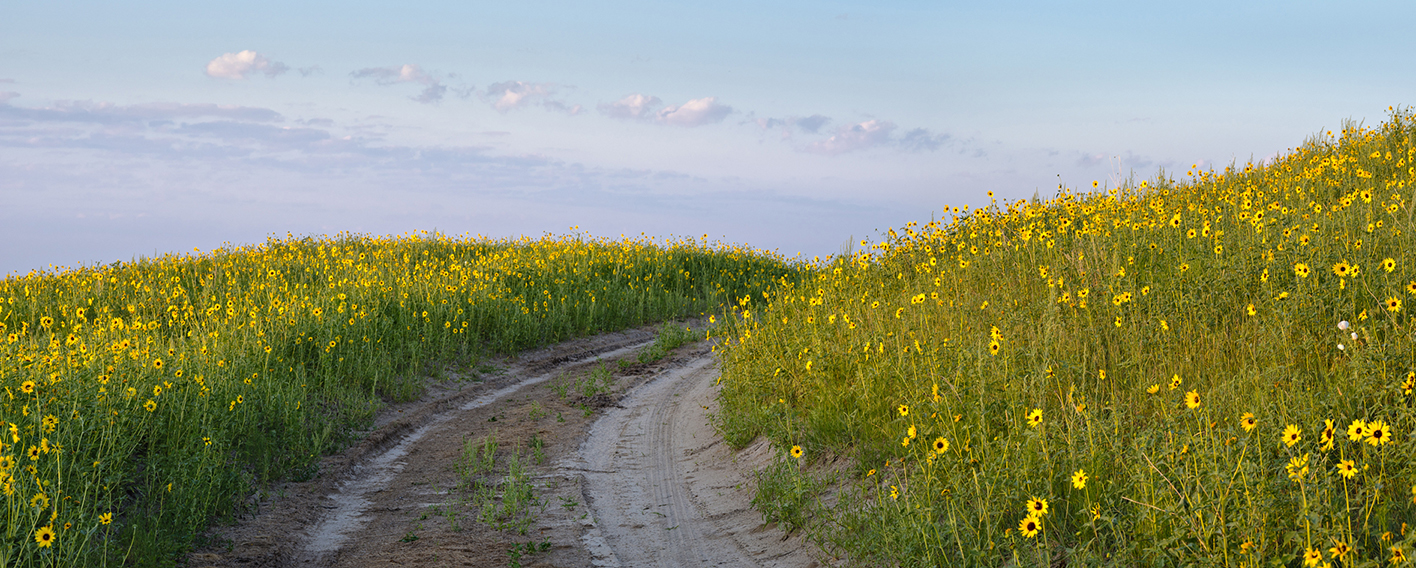 On Sunflower Hill