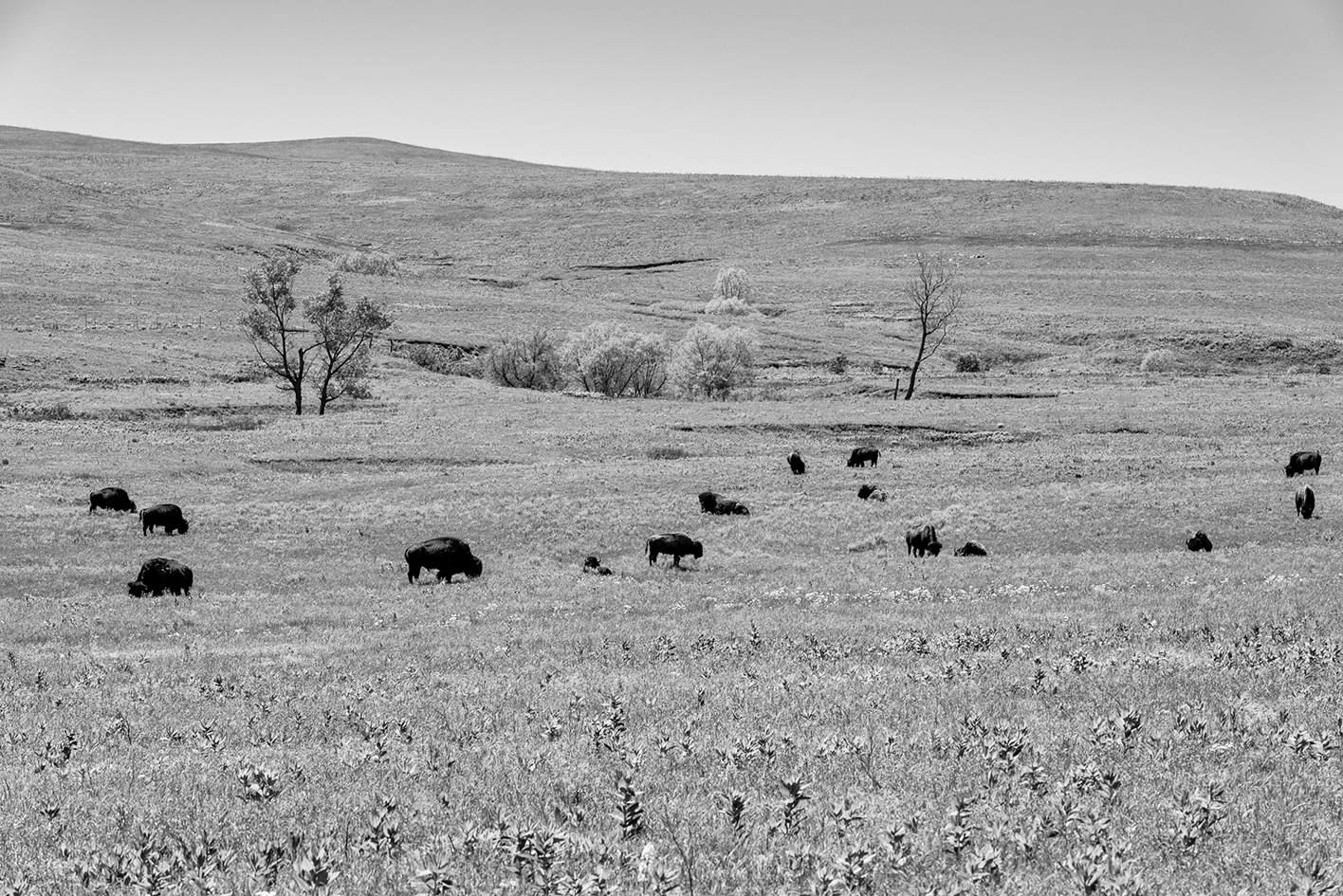On the Kansas Prairie