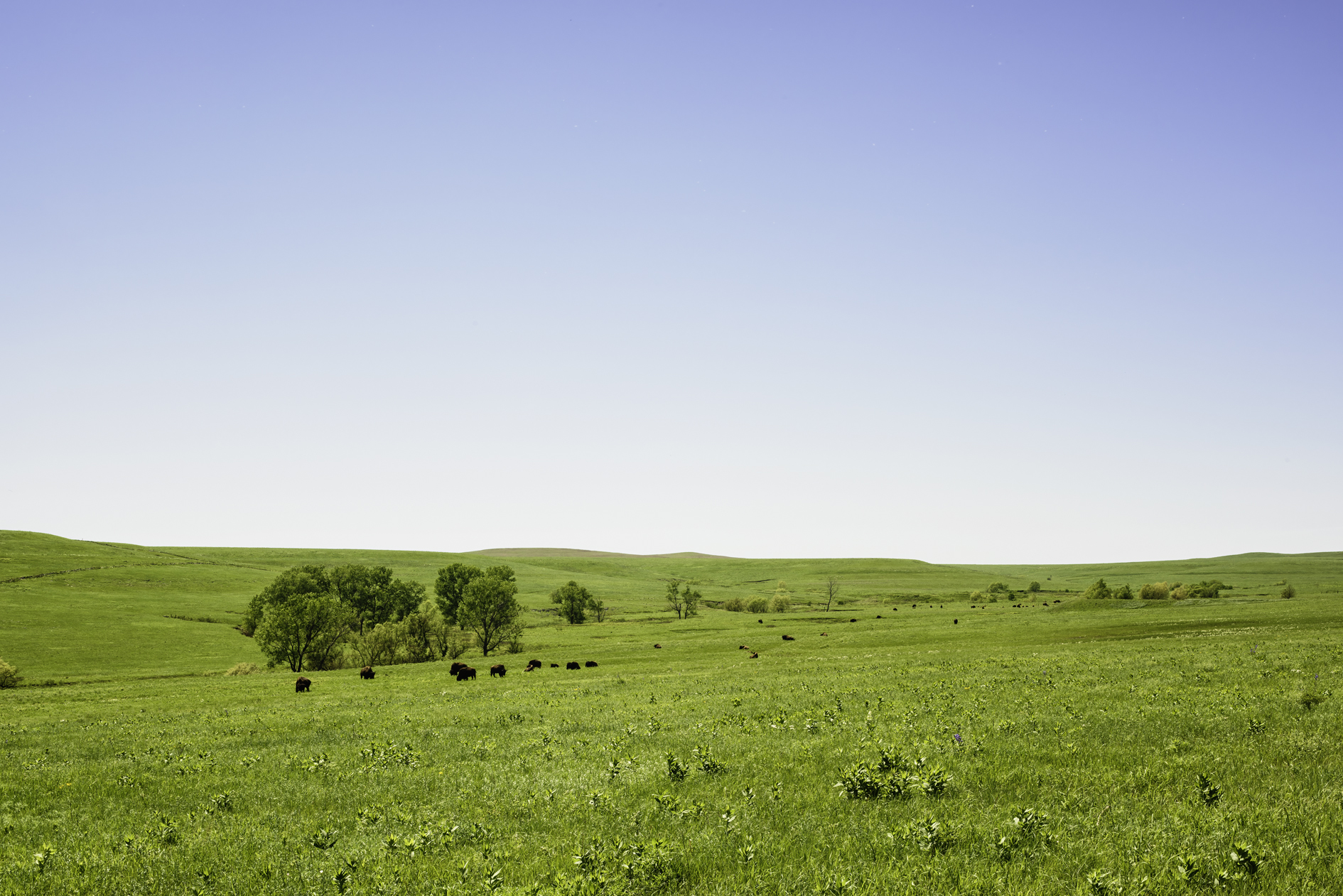 On the Tallgrass Prairie