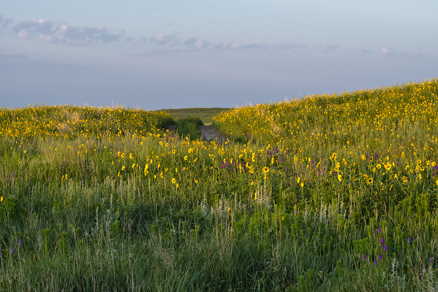 Party in the Pasture