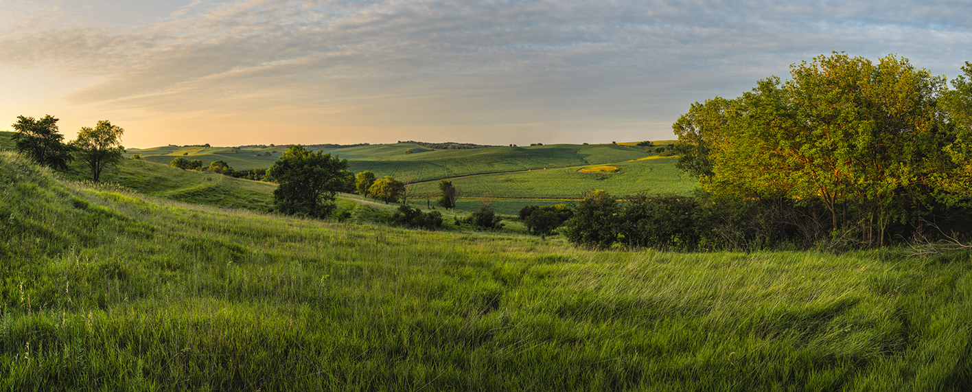 Pasture Evening