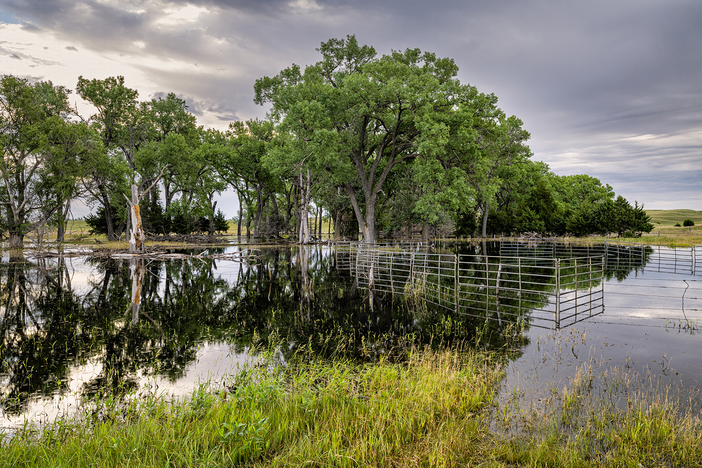 Pasture Reflections II