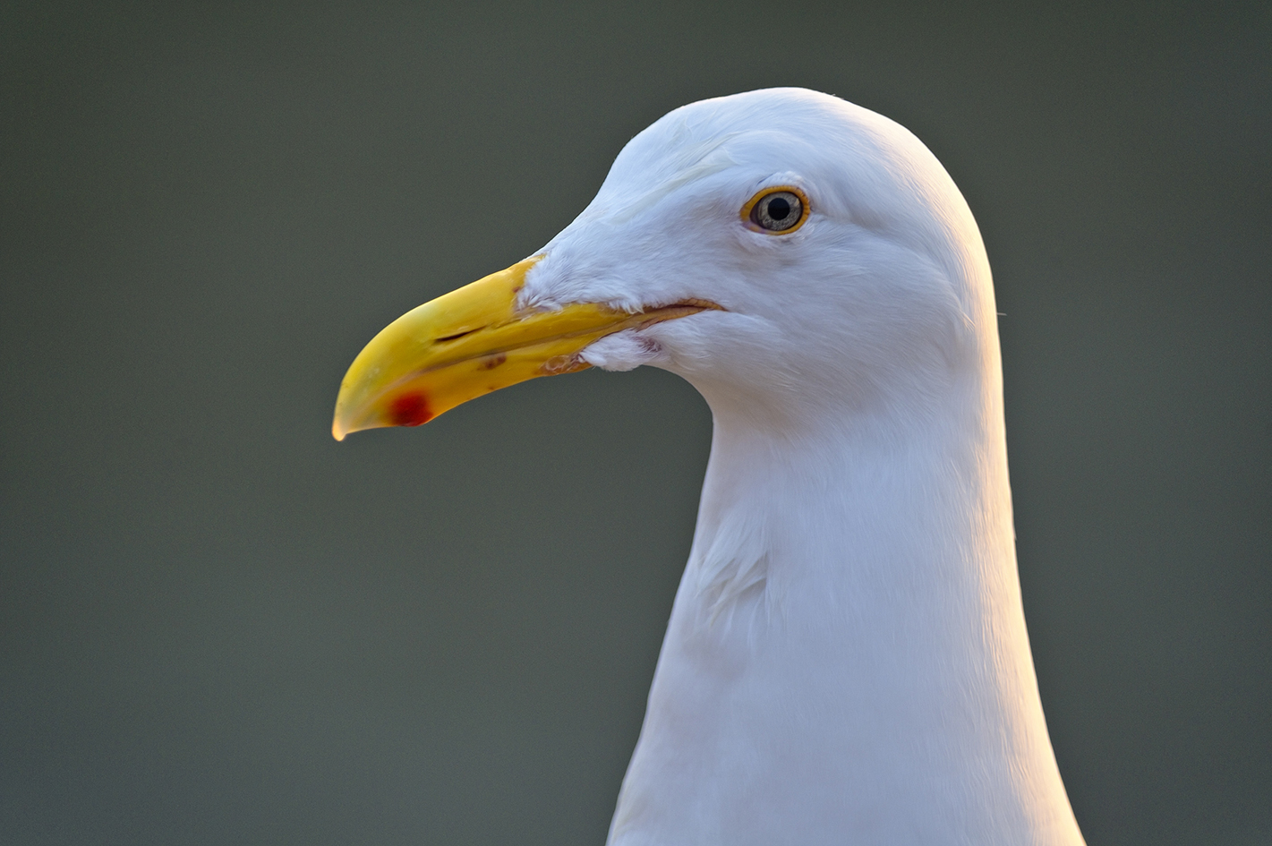 Portrait of a Gull