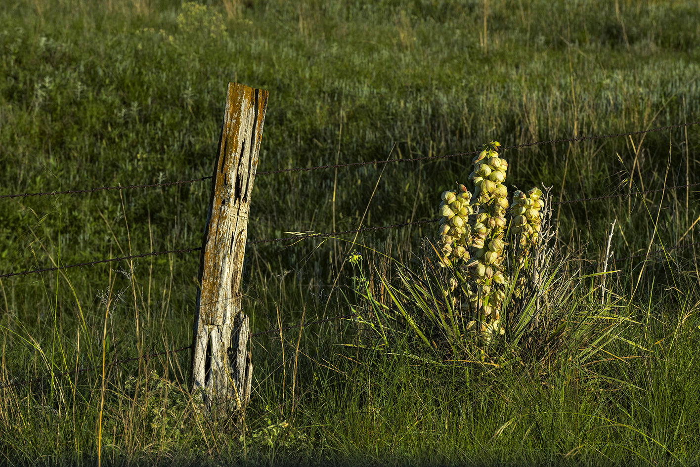 Prairie Bloomer