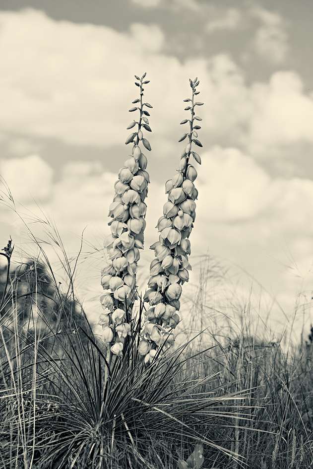 Prairie Bloomers