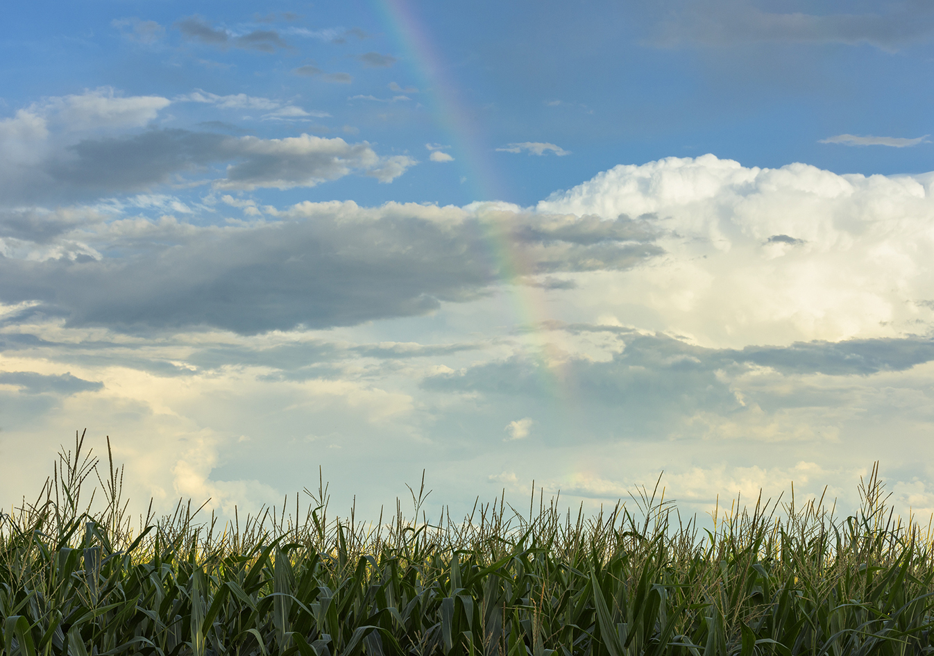 Rainbow in the Corn