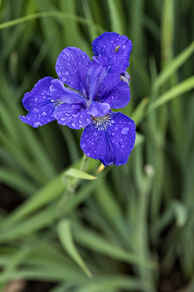 Rainy Day Iris II