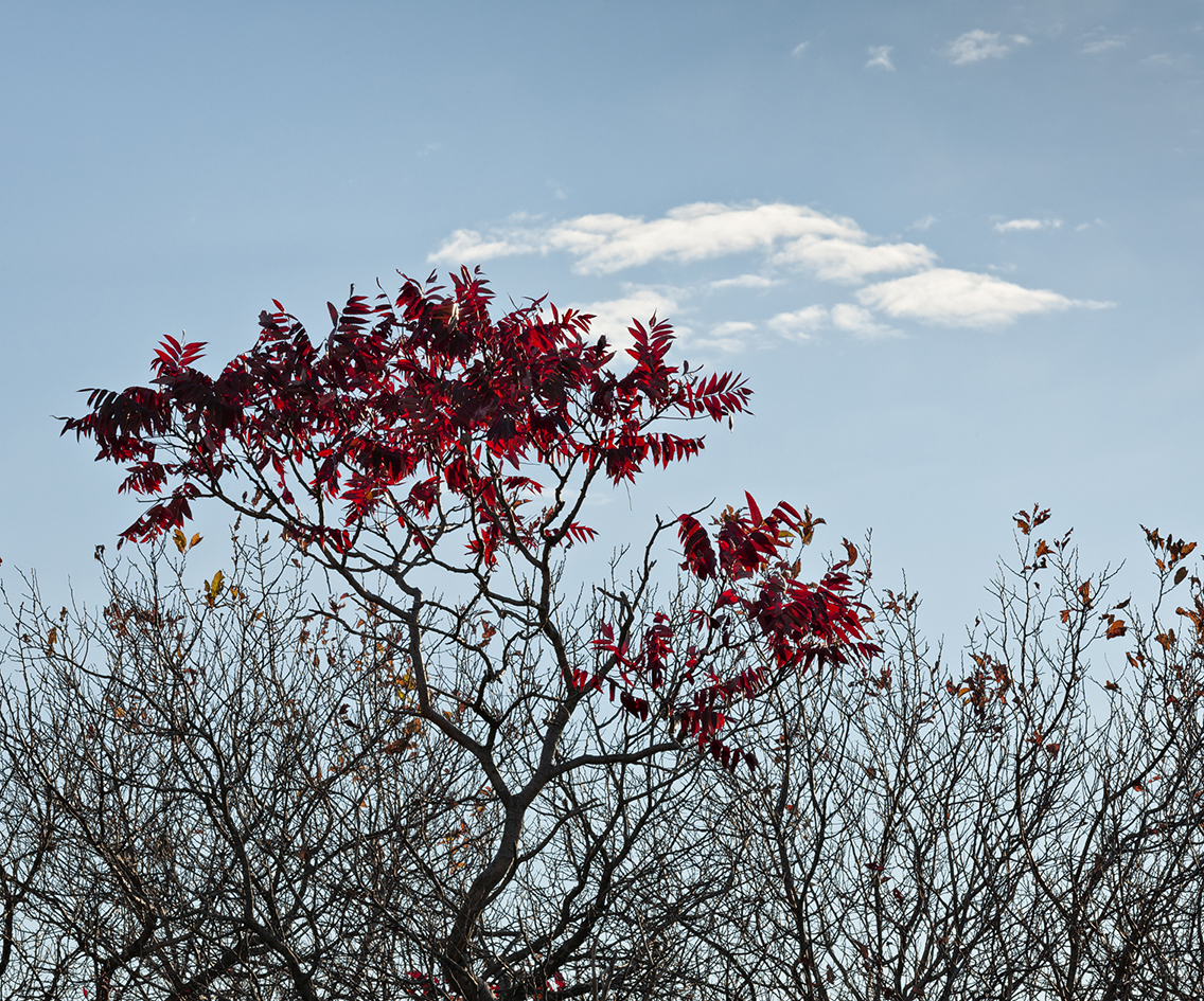 Red Bonnet Morning