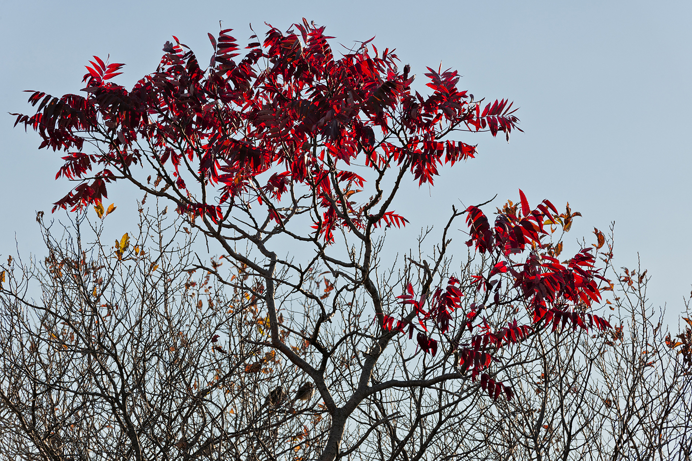 Red Bonnet Morning II