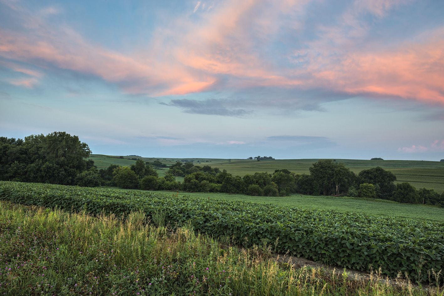 Red Clover Morning