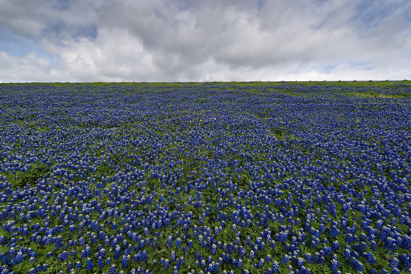 Rise of the Bluebonnets