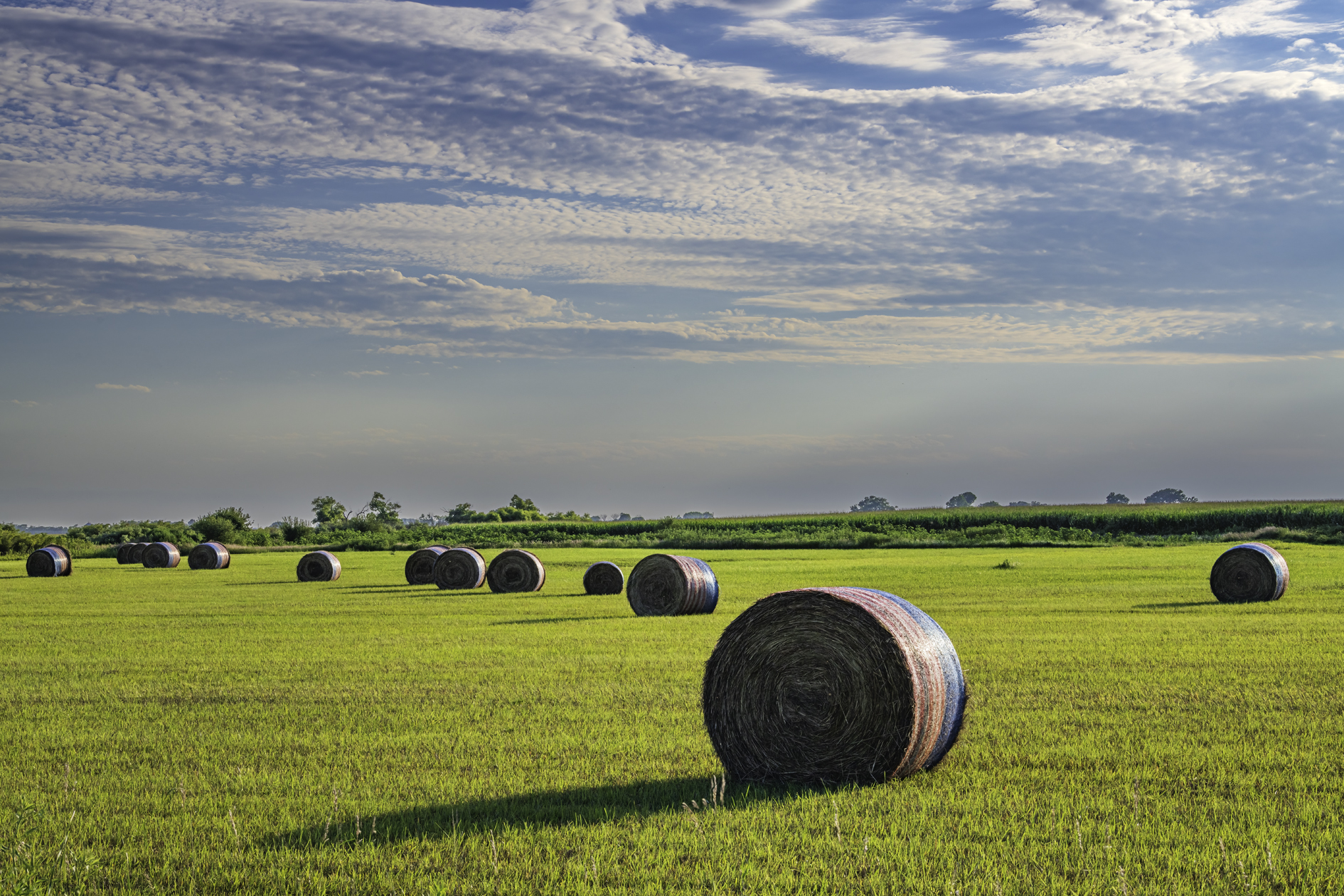 Rolling out the Pasture II