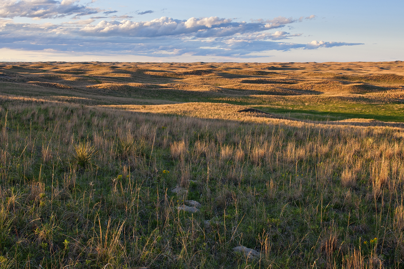 Sea of Grass