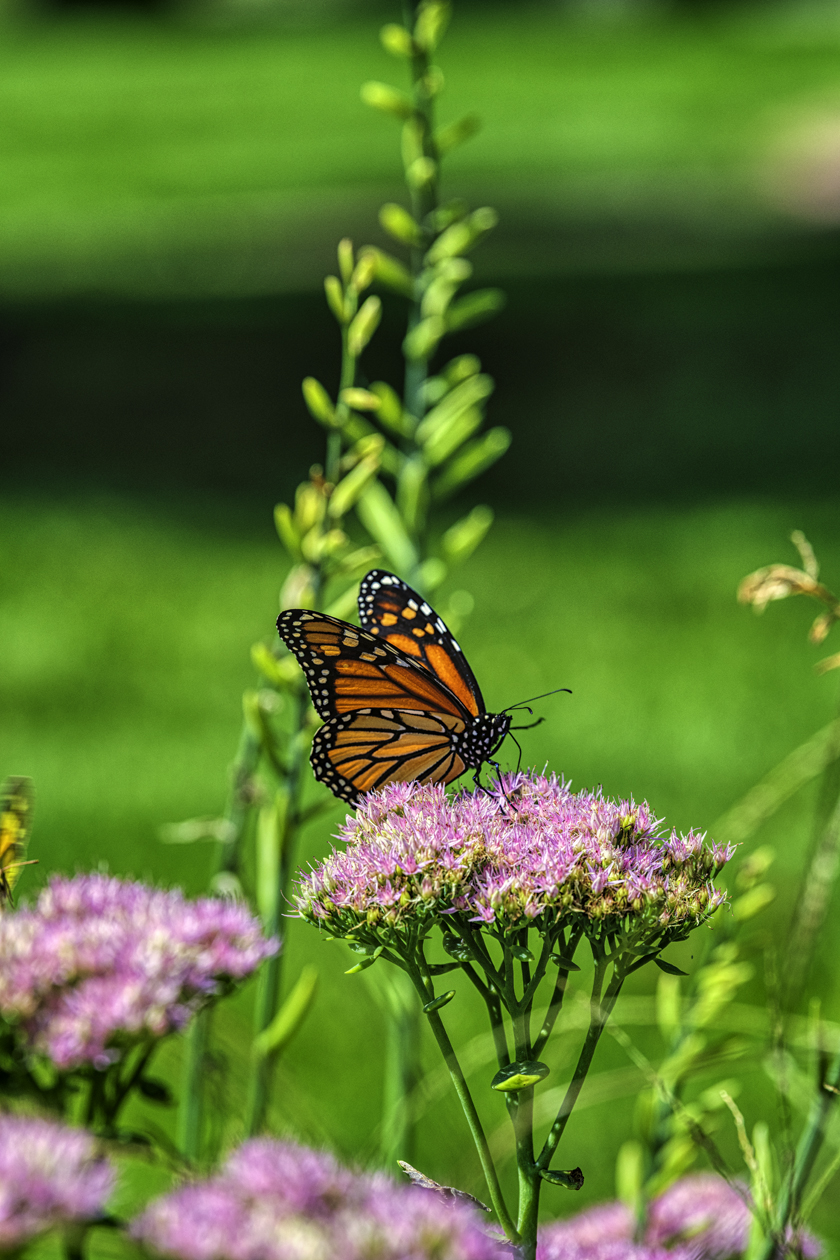 Seedum Afternoon III