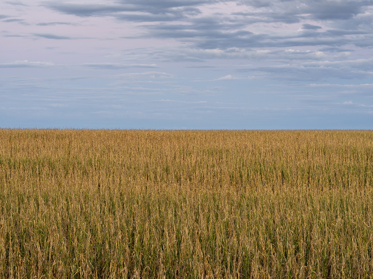 September in the Field III