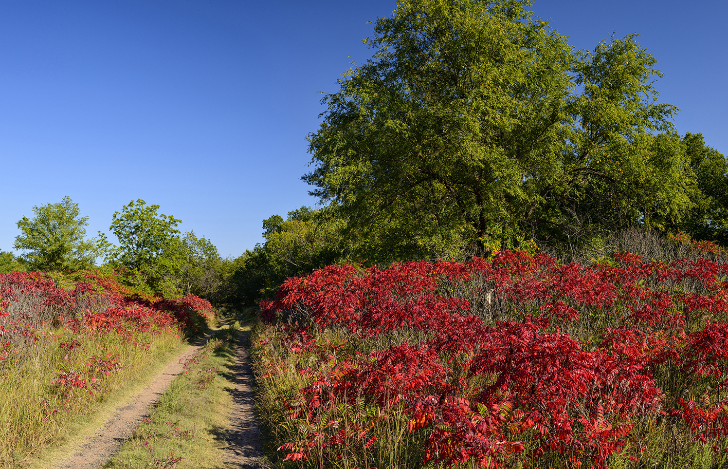 Shadows on the Trail