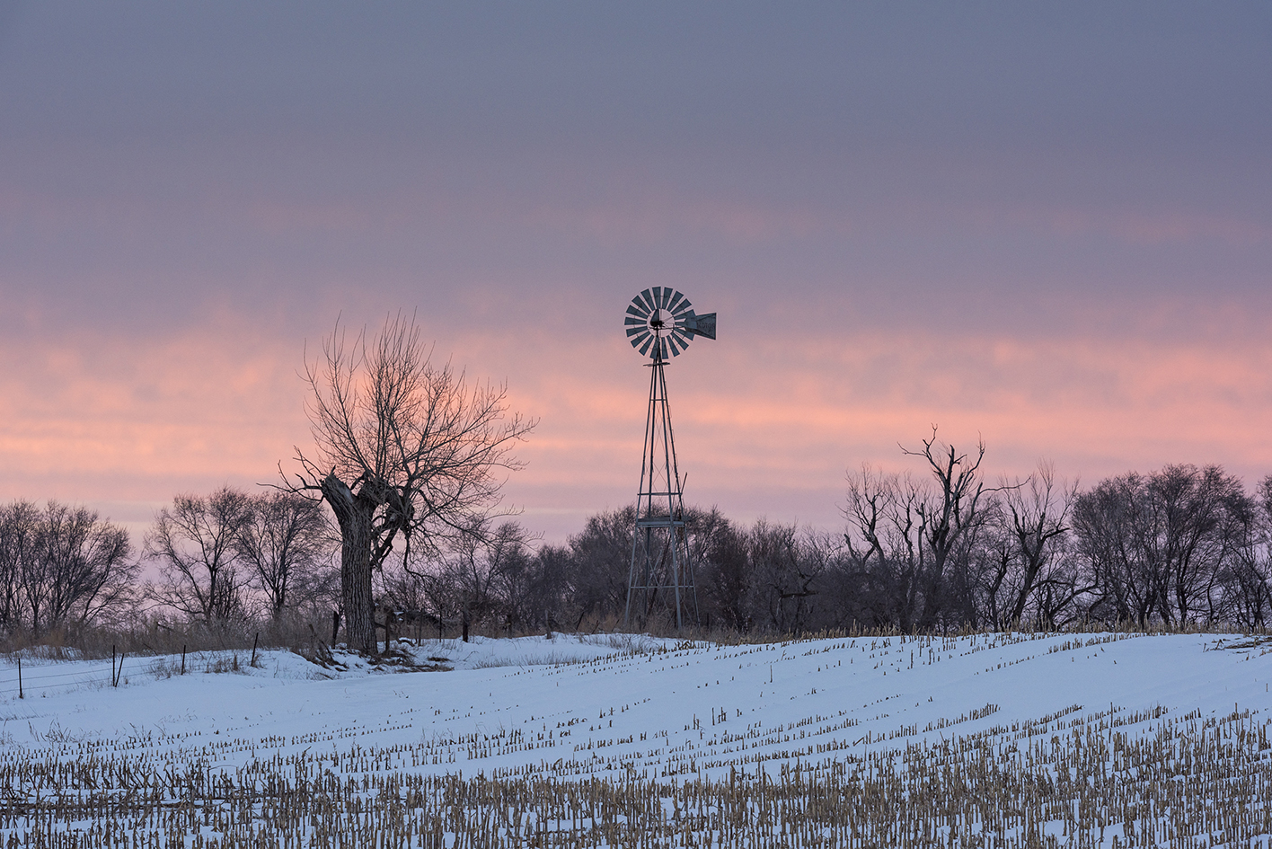 Snow in the Stalks