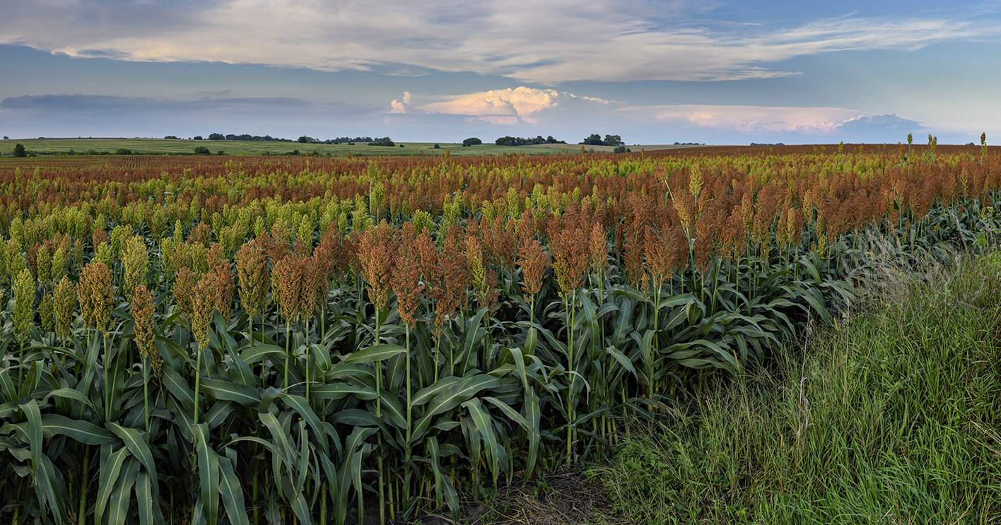 Sorghum Evening II