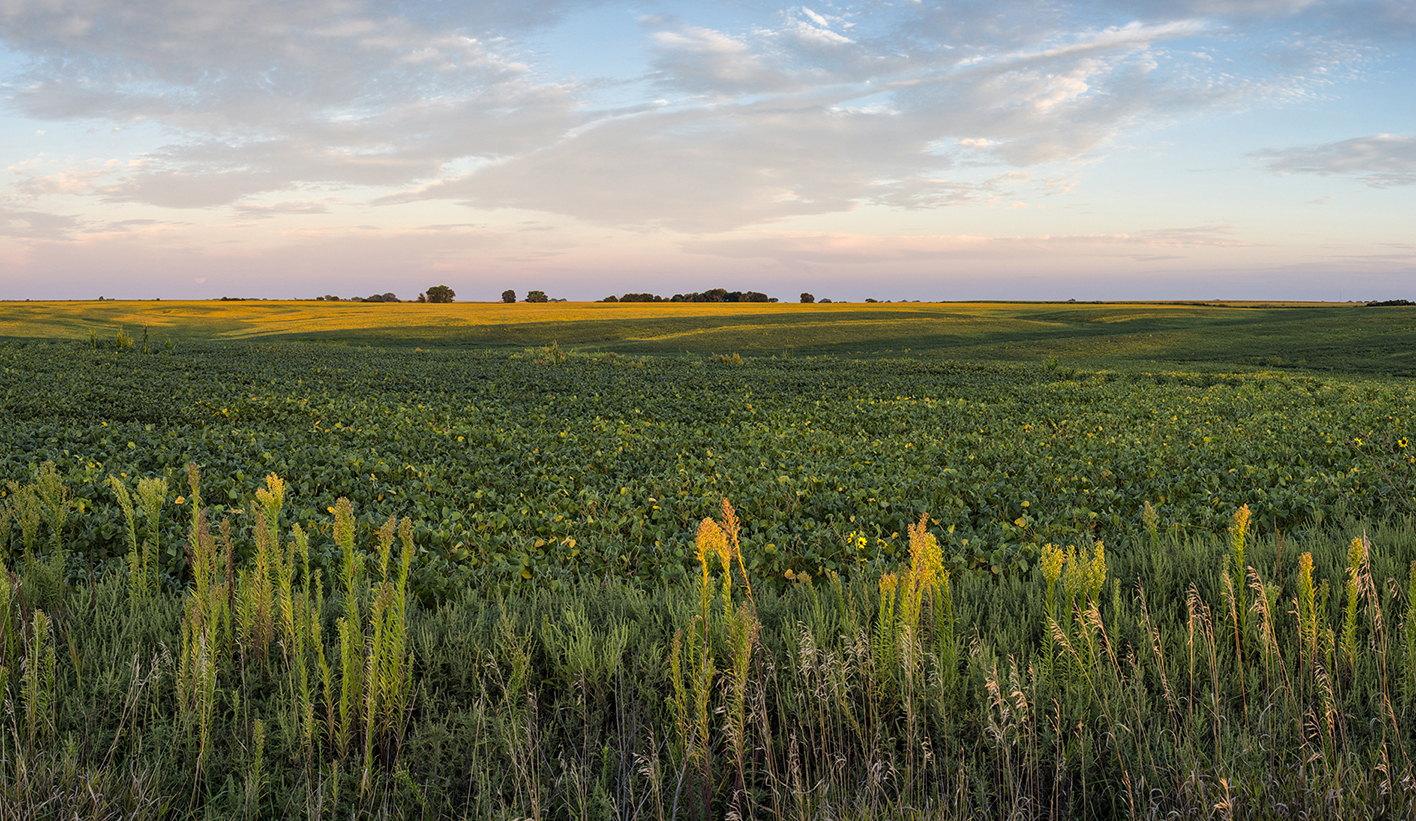 Soybean Evening