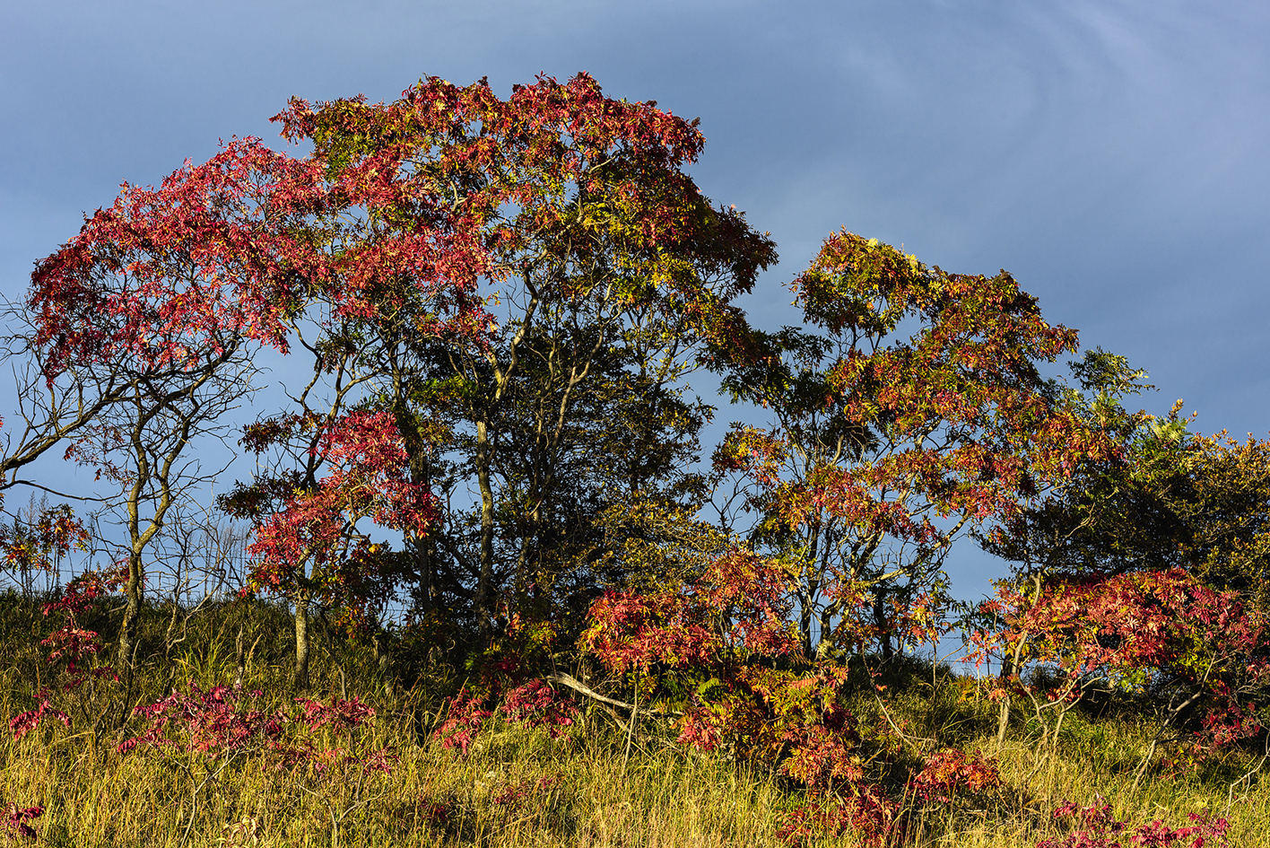 Sumac Evening