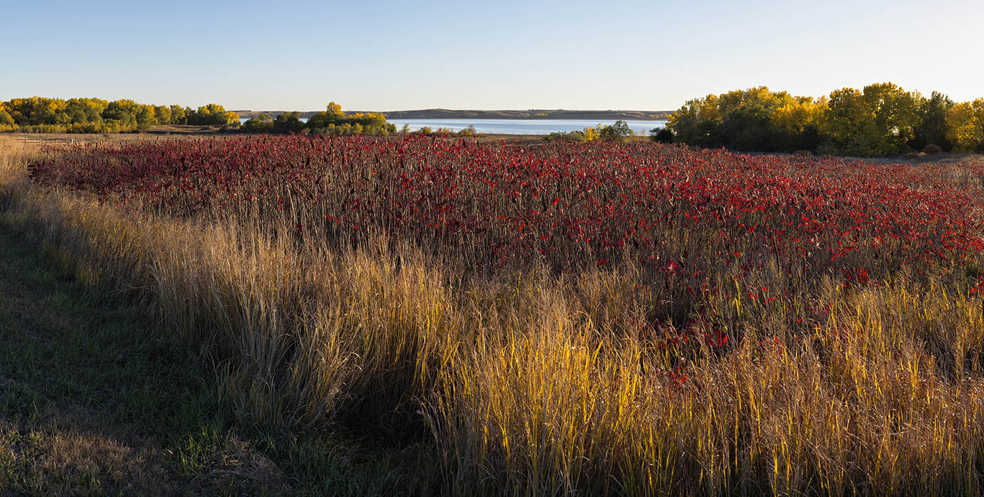 Sumac Sensations