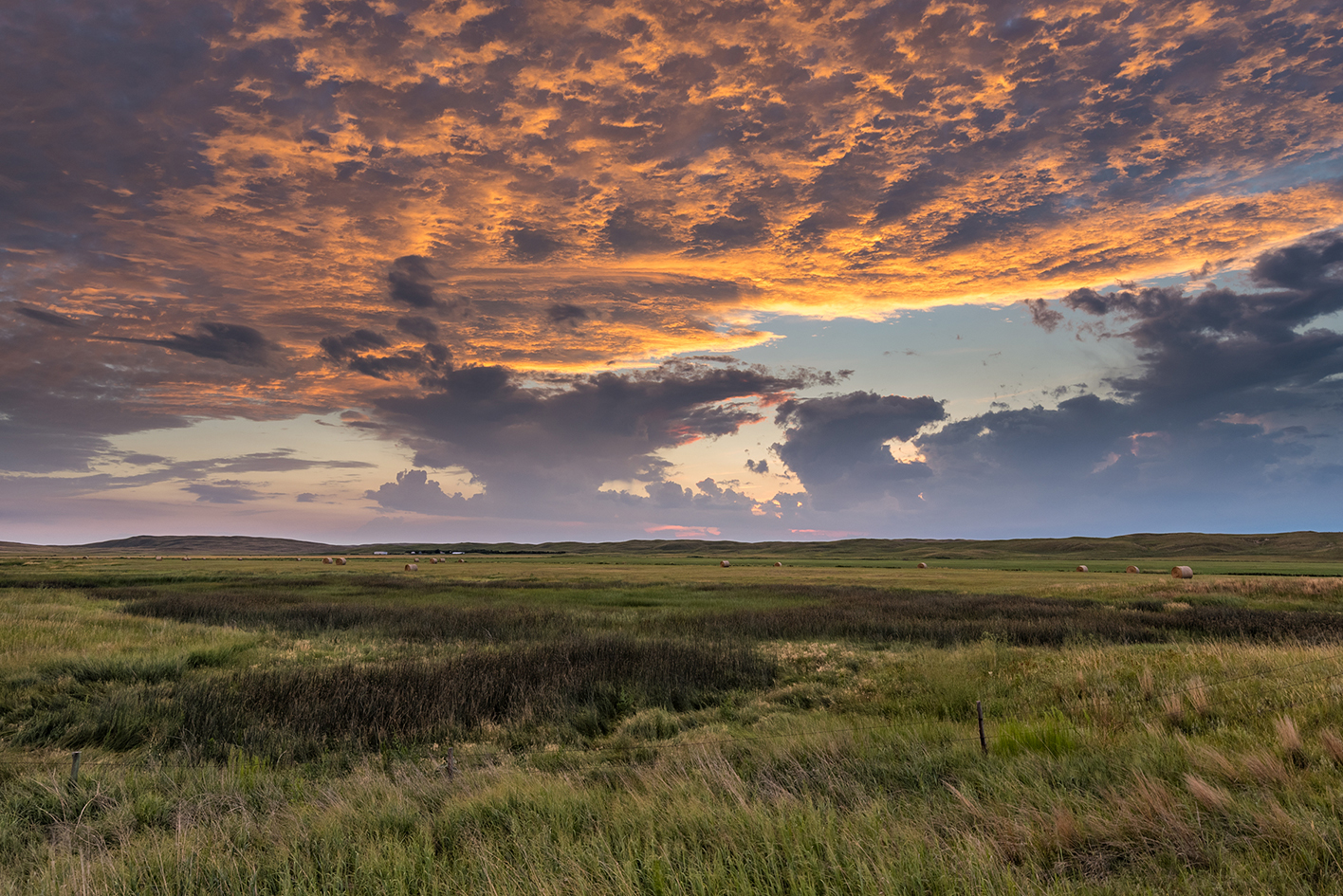 Summer Pasture Evening