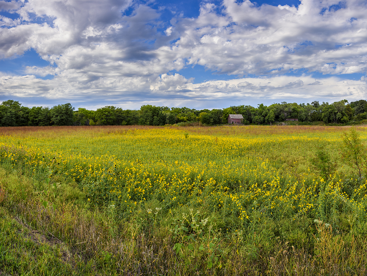 Sunflower Afternoon VI