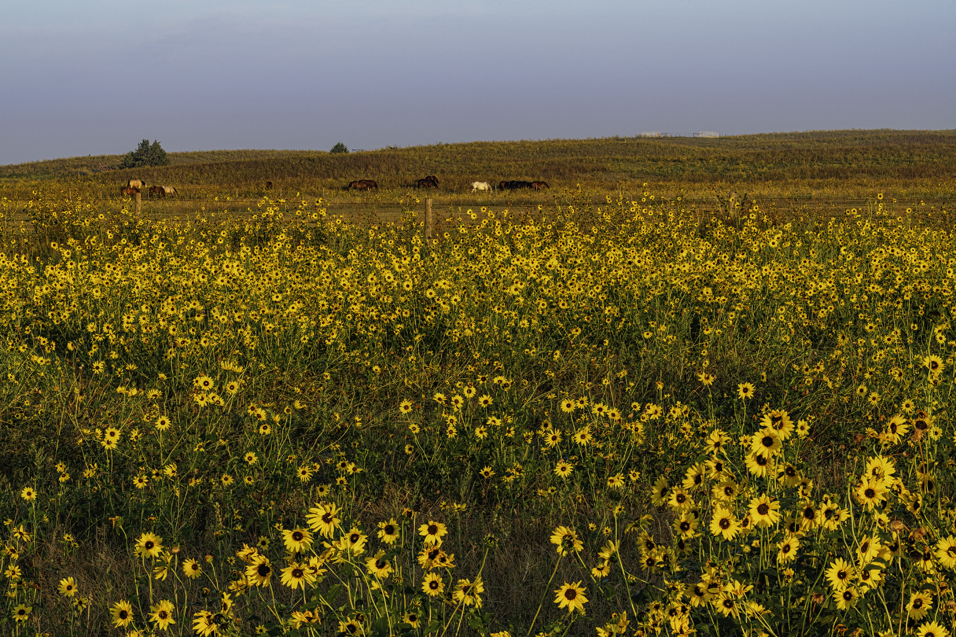 Sunflower City